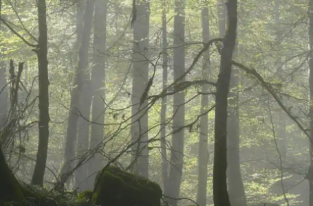 ईरान: धू-धू कर जल रहा यूनेस्को की सूची में शामिल जंगल, तेहरान ने मांगी मदद