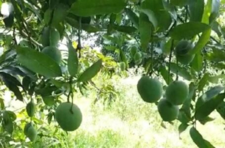 One mango tree with 121 varieties of the fruit