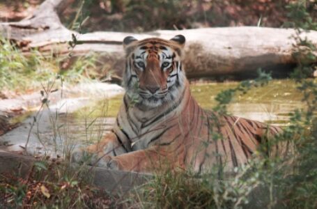 Over hundred tigers died in 2021: Ashwini Kumar Choubey