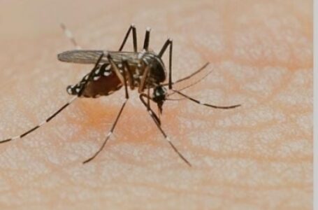 Now genetically modified mosquitoes for controlling dengue, other vector-borne diseases?