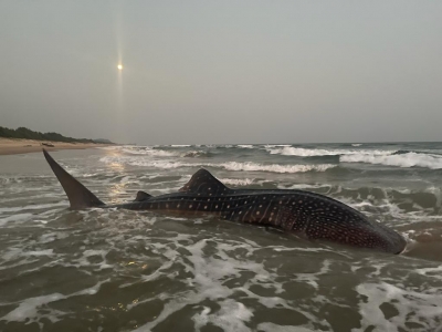 World's largest fish at Vizag beach, guided back to sea - India News Stream World's largest fish at Vizag beach, guided back to sea - India News Stream