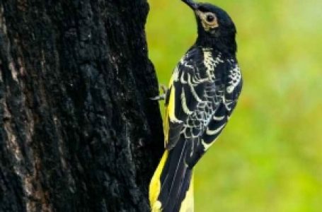 Iconic Australian bird facing extinction within 20 yrs: Study