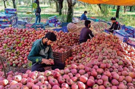‘Kashmiri apple growers face huge losses due to cheap imports from Iran’