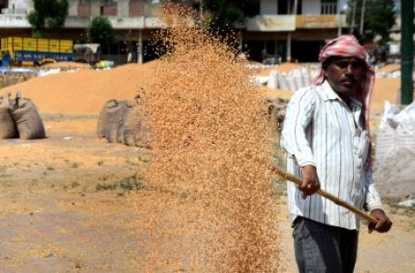 Wheat procurement, MSP fell in current Rabi season 2022-23 due to geopolitical situation: Govt