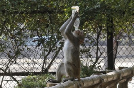 Three held in UP for stoning monkey to death