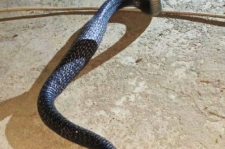 UP man chops and eats snake that bit him