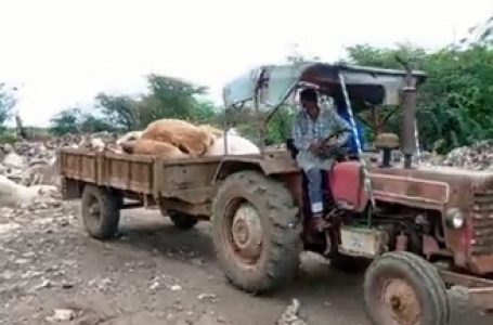 Over 1200 cattle killed by lumpy skin disease in Gujarat