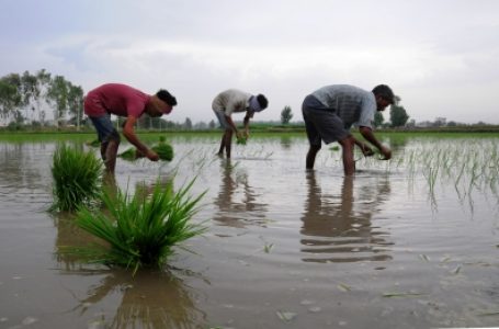 Kharif crop sown area down by 2.5%: Report