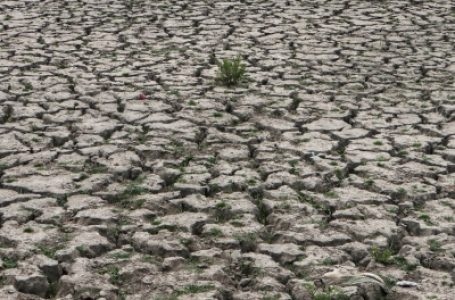 Drought looms over paddy-growing UP, Bihar, Bengal