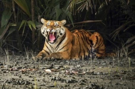 Amangarh Tiger Reserve in UP likely to open from November