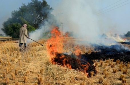 Four Punjab officials suspended for stubble burning