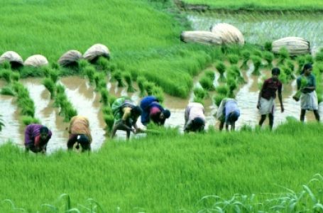 Agriculture Ministry open to pro-farmer changes in Crop Insurance scheme: Official