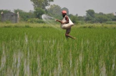 Adequate fertilisers available to meet needs of farmers in Rabi season, says Centre