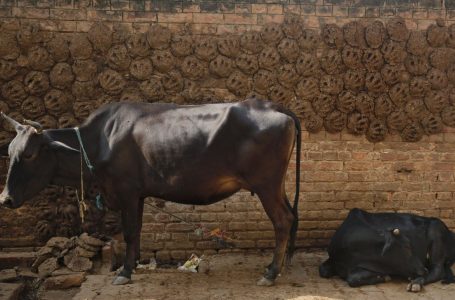 Gujarat court says cow urine cures diseases, dung protects from radiation; sentences 22-yr-old to life