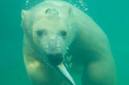 Hundreds of species of wildlife worldwide contaminated with ‘forever chemicals’: Study