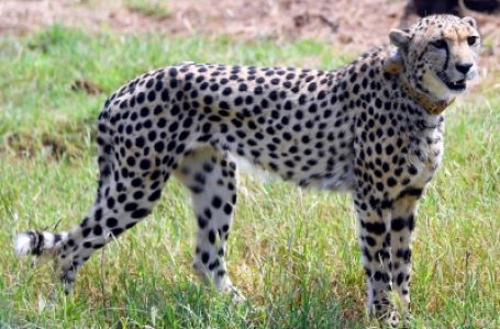 Ailment of Namibian cheetah Sasha who died in MP first detected in January