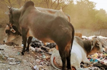 Army man killed in bull attack in UP, family critical