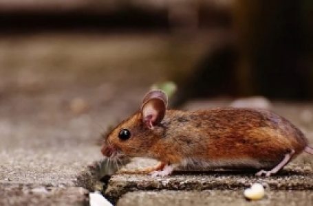 Gene modification of stem cells enables mice to live 20% longer: Study