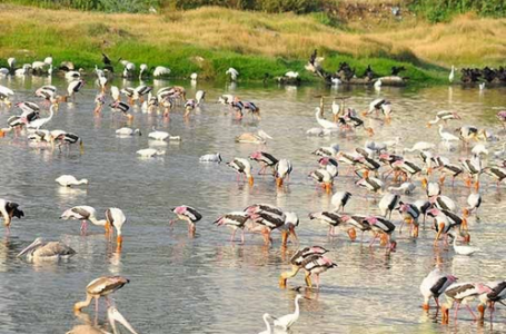 Sewage discharge, garbage dumping: Pallikarani wetland likely to lose Ramsar status