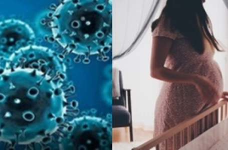 Covid caused spike in premature births, maternal vax lowered risk