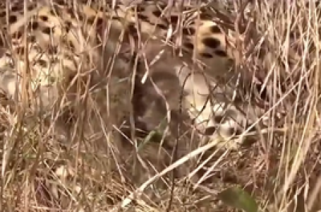 Namibian cheetah ‘Jwala’ gives birth to three cubs in Kuno