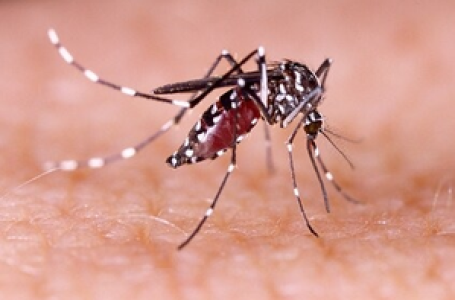 Chikungunya to raise death risk from heart, kidney disease: Lancet