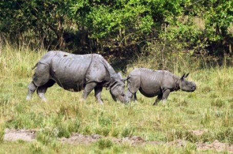 Researchers use pollen from Kaziranga National Park to decode climate change