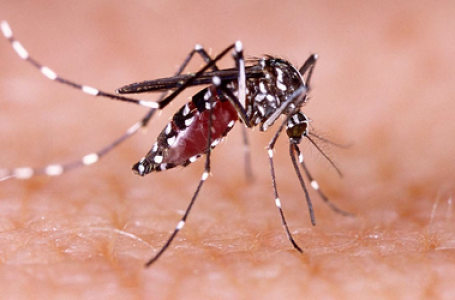 Sea surface temperature anomalies used to predict global dengue trends: Study