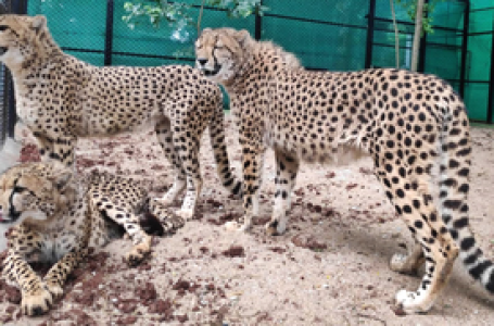 First four of eight cheetahs to be brought to India from Botswana will arrive in May