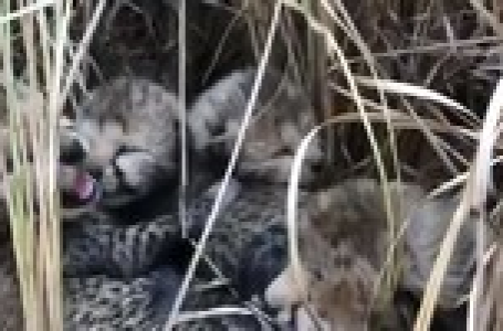 Five more cheetah cubs born in MP’s Kuno National Park