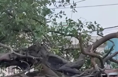Tragedy in Dwarka: Tree collapse claims four lives amid heavy rain