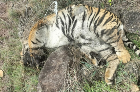 Death of 5 tigers: Two arrested for poisoning big cats in revenge for cow’s killing