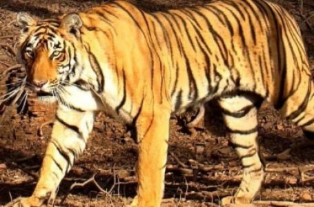 Tigress, three cubs found dead in Karnataka’s Chamarajanagar, Minister orders probe
