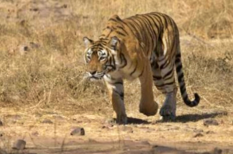 Int’l tiger smuggler convicted after 9-yr chase; Interpol applauds MP’s State Tiger Force