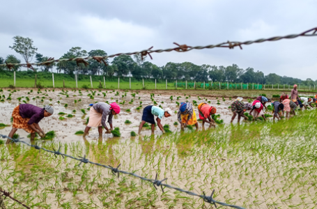 AI-based weather forecasting: Govt sent monsoon forecasts to 3.8 crore farmers this year