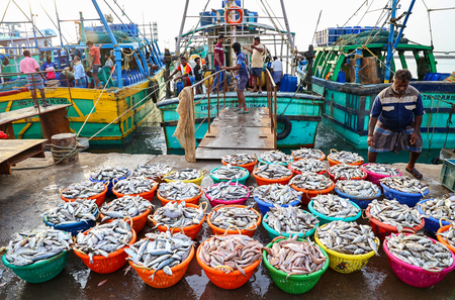 Govt to hold investors’ meet in Lakshadweep to boost exports of tuna, seaweed