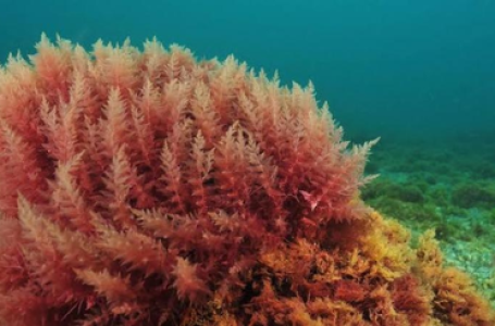 India can tap algae for rare earth extraction, says expert