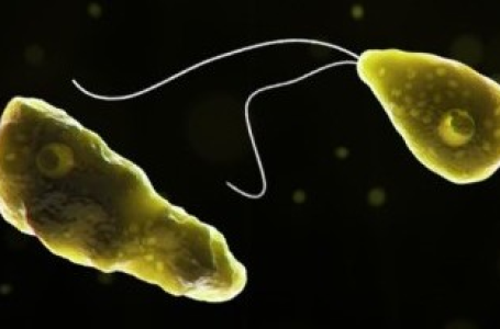 Man dies of brain-eating amoebic infection in Kerala; 6th death in a month