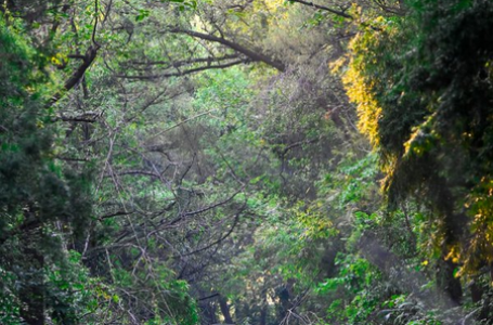 India ranks 9th globally in forest area, retains 3rd spot in annual forest area gain: Minister
