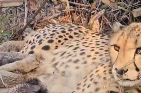 India-born ‘Mukhi’ gives birth to 5 cubs in Kuno; MP CM calls it ‘unprecedented breakthrough’