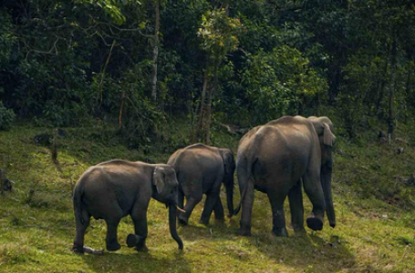 TN: Scientific panel set up for elephant translocation after recent deaths